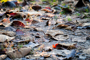 Shallow depth of field shot of Brown dry leaves piling on the ground leaves in the middle of the forest have fallen and are dry. a pile of dry leaves. dry leaves fall from the trees,soft focus.
