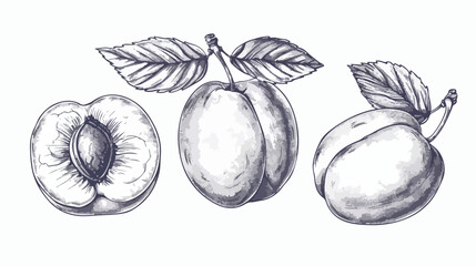 Outlined apricot drawing in detailed vintage style