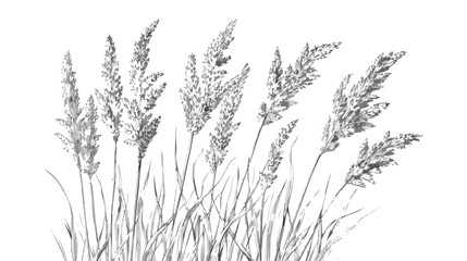 Panicum miliaceum outlined contoured drawing. Cereal