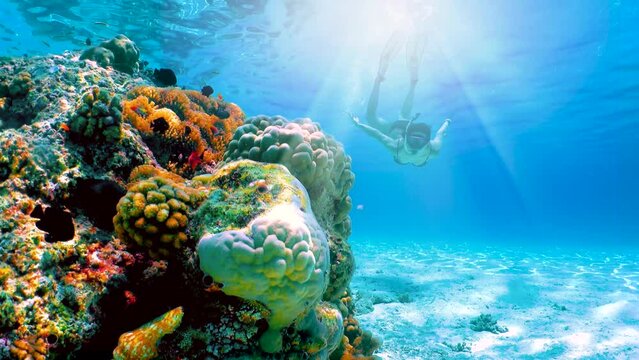 A woman snorkels in the clear waters of the Maldives with colorful Corals and fish, Indian Ocean