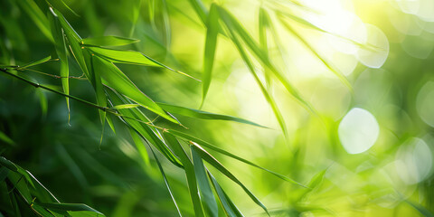 Summer morning in a bamboo grove. Nature relax wallpaper.
