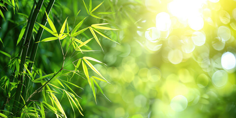 Summer morning in a bamboo grove. Nature relax wallpaper.