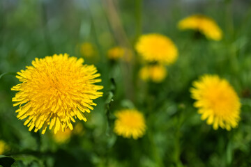 Yellow dandelion flowers Taraxacum officinale. Dandelions field background on spring sunny day.