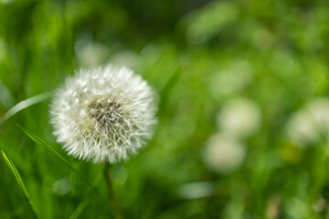 Dandelion bud seeds closeup over a fresh green background