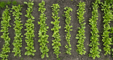 radish cultivation lines in the greenhouse, radish plants ready for harvesting in fertile soil