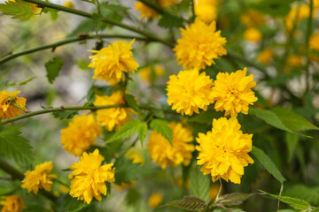 Kerria japonica tree with bright yellow flowers