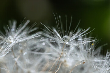 Beautiful dew drops on dandelion seed macro. soft blue background. Water drops on parachutes dandelion
