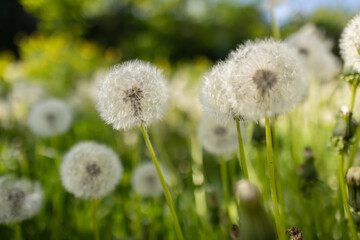 Naklejka premium White fluffy dandelions, natural green spring background, selective focus