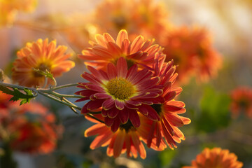 Closeup on red chrysanthemum flowers in the garden in sun reys
