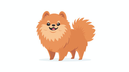 Pomeranian or Pom. Cute lovely purebred toy or lap do