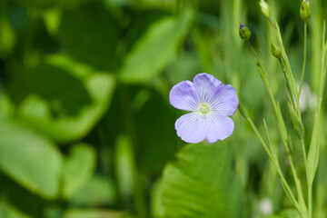 flax flower in the field close-up