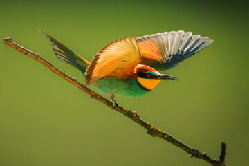 The European bee-eater (Merops apiaster) ready to take off