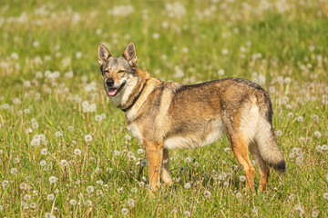 female German Shepherd Dog in the grass