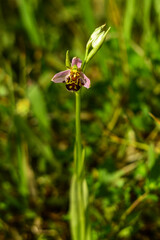 Flower detail of a fully blooming wild orchid commonly known as the bee orchid, Latin Ophrys apifera, on a sunny spring day in South Moravia, Czech Republic