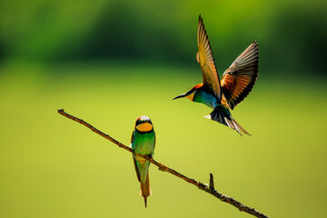 The European bee-eater (Merops apiaster) will be landing next to