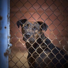 Sad dog behind the bars of an animal shelter. Selective focus.