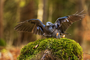 common raven (Corvus corax)