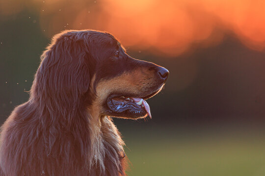male black and gold Hovie dog hovawart portrait with telephoto lens in sunset