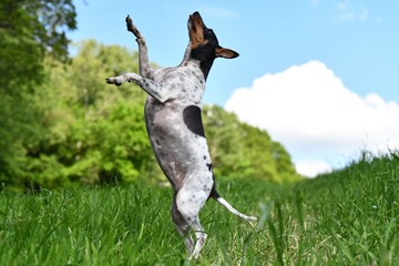 Ein f&uuml;nfj&auml;hriger Ratonero Valenciano beim Spielen 