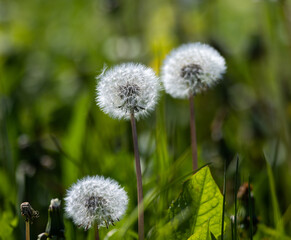 Dandelion in Seed Stage Against Blurred Green Background