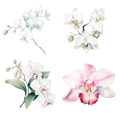 Set of Watercolor Orchid.