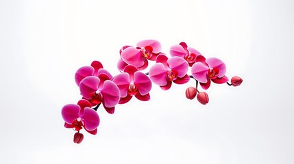 A radiant red orchid popping against a solid white backdrop