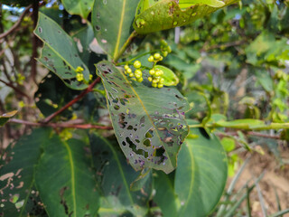 Red rose apple leaves with holes are caused by pests such as caterpillars eating them