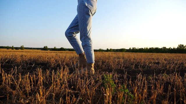 Female feet of farmer going through the wheat meadow at sunset. Legs of agronomist in boots walking among barley plantation at dusk. Concept of agricultural business. Slow motion