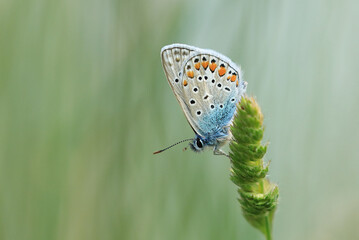 Butterfly from Lycaenidae family on green plant