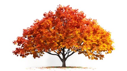 A serene maple tree with vibrant autumn foliage against a solid white backdrop
