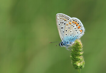 Butterfly from Lycaenidae family on green plant