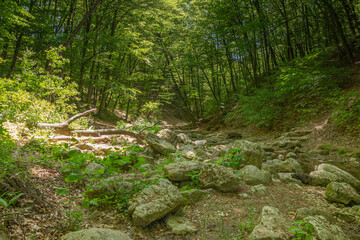 Small river in the forest.