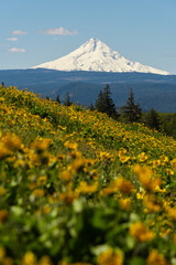 Mt. Hood over slopes of spring wildflowers, Oregon. 