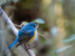 深い藪の奥でリラックスしているルリビタキの雄