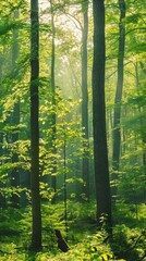 Fototapeta premium Sunlit Forest Landscape