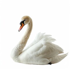 Obraz premium a photo of Swan, isolated on white background.