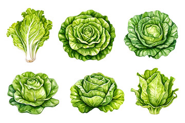 Set of green lettuce, isolated illustration on a white background
