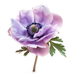 Photo of Anemone, Isolate on white background