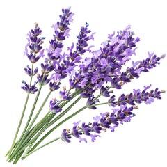 Photo of Lavender, Isolate on white background