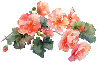 Lovely Pink and Orange Begonias Watercolor Illustration on White Background