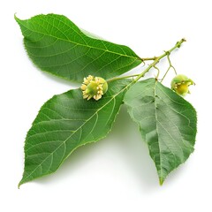 Fototapeta premium Photo of Passion Fruit Leaves, Isolate on white background