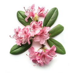 Photo of Rhododendron, Isolate on white background