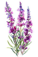 Obraz premium Watercolor Purple Flowers Bouquet on White Background