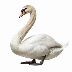 Fototapeta premium Photo of Swan, Isolate on white background