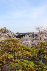 『錦帯橋と桜』山口県岩国 サクラ #日本観光　Kintai Bridge 　