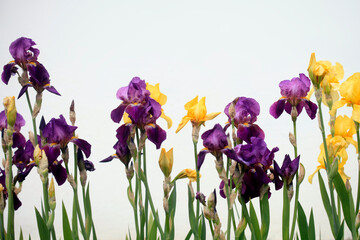 Colorful iris in spring garden