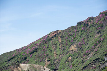 ミヤマキリシマの咲く山