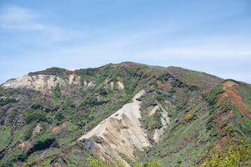ミヤマキリシマの咲く山