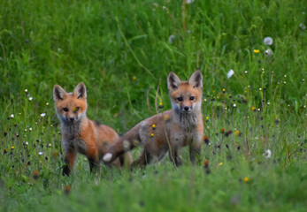 Young foxes in spring, Sainte-Apolline, Québec, Canada