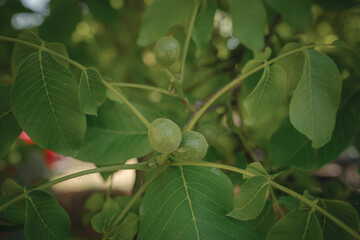 ripe walnut nuts on a tree in summer day